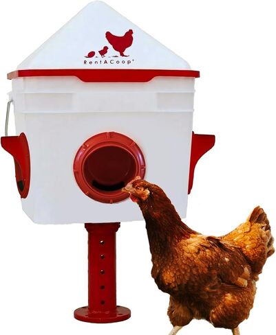 Chick2Chicken 10lb 4-Port Feeder for use by up to 20 Chicks /12 Adult Chickens in Saudi Arabia