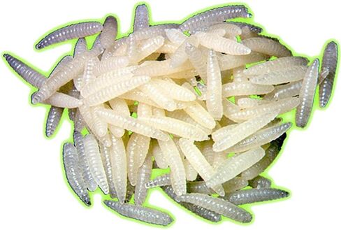 Maggots GID in Kuwait