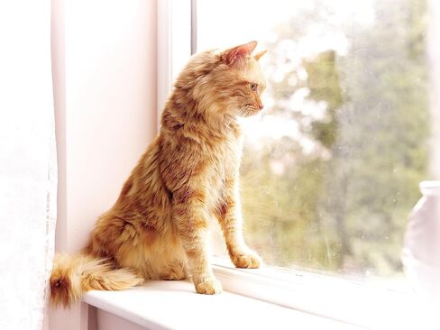 PetSafe، Staywell، مفتاح طوق مغناطيسي، دخول انتقائي، مريح، بديل للرقائق الدقيقة للقطط بدون رقائق دقيقة، حزمة من 2 in Kuwait