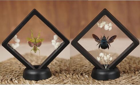 Real Framed Butterfly Spotted Sawtooth Gifts for Women Insect Entomology Shadow Box Taxidermy Specimen Display Oddity Tabletop Wall Hanging Room Home Decor K12-10-TR in Kuwait