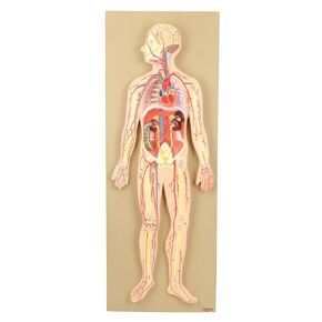 Eisco Labs Model, Human Circulatory System, Half-Size