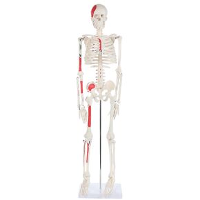 Half Life Size Painted and Numbered Human Skeleton Model, 35" Anatomical Replica with Muscle Insertion and Origin Points, Removable Skull Cap & Jaw, Durable Stand for Display and Study