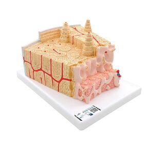 3B Scientific A79 Bone Structure Model Enlarged 80 times - 3B Smart Anatomy