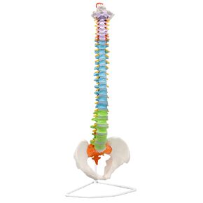 Flexible Human Spine Model with Pelvis - Color Coded Cervical, Thoracic & Lumbar Vertebrae - Life Sized, 31.5" Tall - Medical Quality for Chiropractors