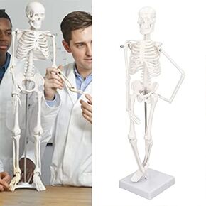 Design Human Mini Skeleton Model for Anatomy, 45CM High Scientific Anatomy PVC Human Body Model,with Movable Arms and Legs Stand Bone Structures