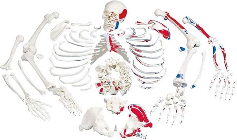 3B Scientific A05/1 Disarticulated Full Human Skeleton with 3 Part Skull, 19.1" x 10.6" x 16.7" in Saudi Arabia
