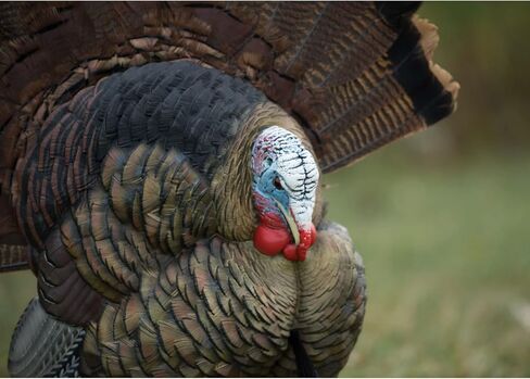 Avian X Turkey Trophy Tom Decoy & Taxidermy Mounting Kit in Saudi Arabia