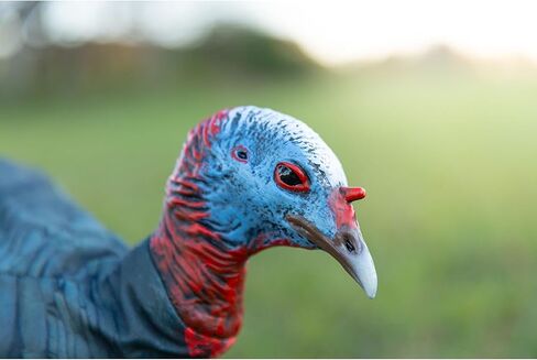 MONTANA DECOY Jake Purr-FECT XD3 Jake Turkey Decoy in Saudi Arabia