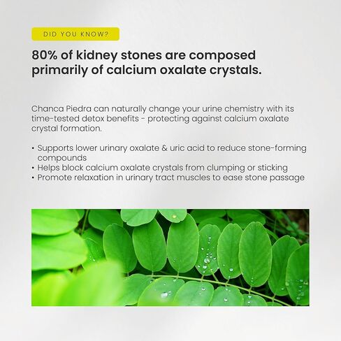 NutraChamps Chanca Piedra Stone Breaker – Kidney Stone Dissolver Support & Gallbladder Cleanse Supplement – Calcium Oxalate Balance & Detox for Urinary Tract Supplement with Nettle Leaf in Saudi Arabia