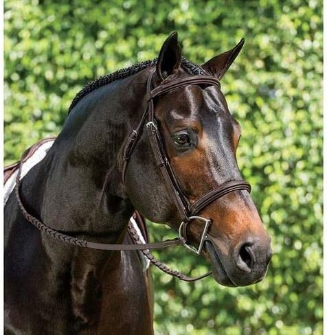 Dover Saddlery Single Crown Hunter Bridle, Oakbark in Saudi Arabia