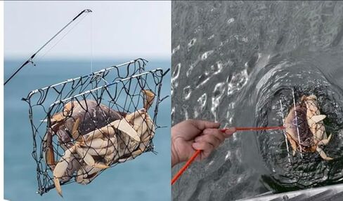 AirFly Foldable Castable Crab Trap - Crab Hawk & Crab Jaw Star Trap with Bait Clip - Portable Fishing Rod Crab Pot for Blue Crabs & Dungeness - Designed in USA (2 Trap + 3 Line Kit) in Saudi Arabia