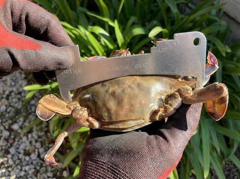 AirFly Foldable Castable Crab Trap - Crab Hawk & Crab Jaw Star Trap with Bait Clip - Portable Fishing Rod Crab Pot for Blue Crabs & Dungeness - Designed in USA (2 Trap + 3 Line Kit) in Saudi Arabia