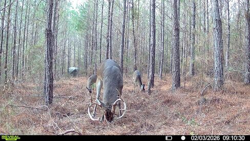 جاذب معدني للغزلان - جاذب للغزلان ذو الذيل الأبيض - معدن على مدار العام لصحة القطيع ونمو قرن الوعل - لعق الملح - رائحة التوت جاذبة باك - قبضة جريب 5.5 رطل in Saudi Arabia