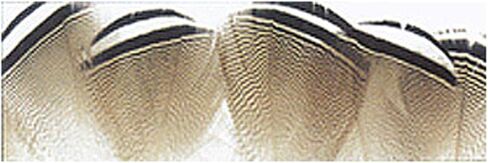Wapsi Wood Duck Feathers in Saudi Arabia