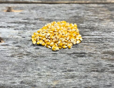 Hale Habitat & Seed Glyphosate Tolerant Field Corn Food Plot Seed, 5 lbs in Saudi Arabia