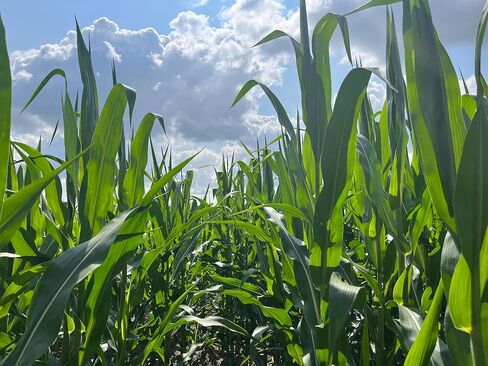 Hale Habitat & Seed Glyphosate Tolerant Field Corn Food Plot Seed, 5 lbs in Saudi Arabia