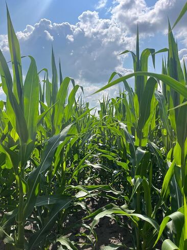 Hale Habitat & Seed Glyphosate Tolerant Field Corn Food Plot Seed, 5 lbs in Saudi Arabia