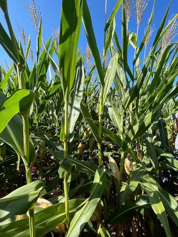 Hale Habitat & Seed Glyphosate Tolerant Field Corn Food Plot Seed, 5 lbs in Saudi Arabia