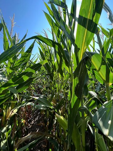 Hale Habitat & Seed Glyphosate Tolerant Field Corn Food Plot Seed, 5 lbs in Saudi Arabia