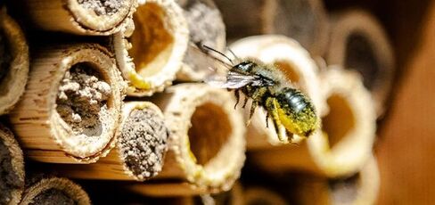 Camas Mason Bee House Attractant, Unique Solitary Pollinator Supplies Such as Mason Bee House Lure can greatly Benefit Mason Bee or Leaf Cutter Bee Nesting Kits in Saudi Arabia