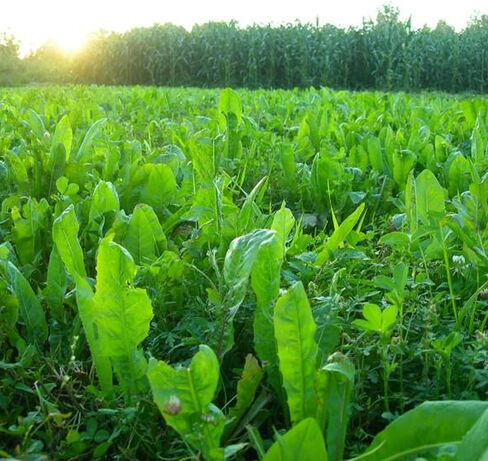 مادة مضافة للأداء من BioLogic Chicory Food Plot، بذور مضافة لأصناف الهندباء البرية، مصدر بروتين مثالي للمناطق الجافة، 1 رطل من نباتات الأكياس 1/8 فدان in Kuwait