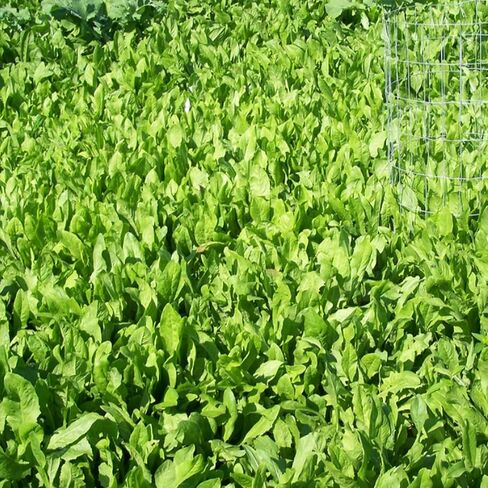 مادة مضافة للأداء من BioLogic Chicory Food Plot، بذور مضافة لأصناف الهندباء البرية، مصدر بروتين مثالي للمناطق الجافة، 1 رطل من نباتات الأكياس 1/8 فدان in Kuwait
