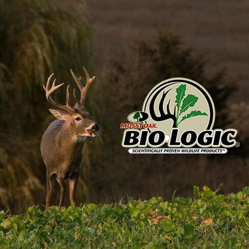 مادة مضافة للأداء من BioLogic Chicory Food Plot، بذور مضافة لأصناف الهندباء البرية، مصدر بروتين مثالي للمناطق الجافة، 1 رطل من نباتات الأكياس 1/8 فدان in Kuwait