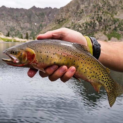 Jake's Lures Stream-a-Lure Silver | Spinner Lure for Fishing | Great for Bass, Musky, Pike, and More | Fishing Lures and Accessories | Weight - 1/6 oz in Saudi Arabia