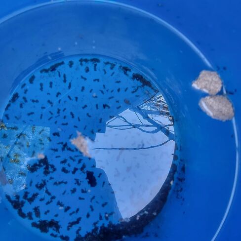 Insect Mosquito Dunk 6PK in Saudi Arabia