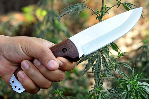 Fixed Blade Knives with Sheath | Handmade Bushcraft Knife with Rosewood Handle | High Carbon Steel Blade for Outdoor Camping | Durable Hunting Knife in Saudi Arabia