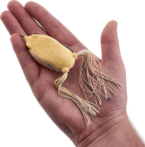 بيركلي بيركلي مستنقع اللورد هولو الجسم الضفدع in Kuwait