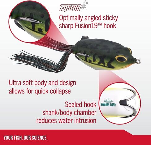 بيركلي بيركلي مستنقع اللورد هولو الجسم الضفدع in Kuwait