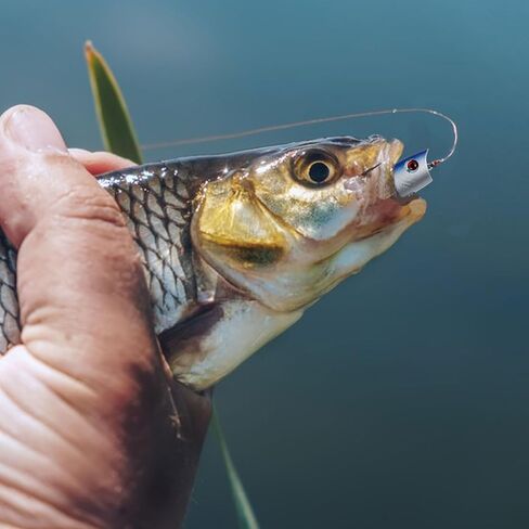 5Pcs Fishing Popper Lures Bass Fishing Lures Hard Bait Topwater Rattle Bait with Feathered Treble Hooks for Bass Trout Perch Salmon 2.56in/0.21oz in Saudi Arabia