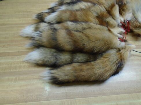 Tanned Red Fox Tail in Saudi Arabia