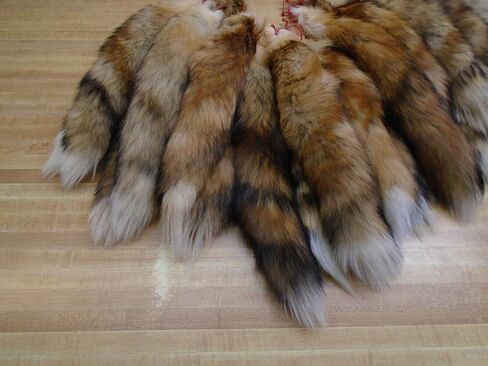 Tanned Red Fox Tail in Saudi Arabia