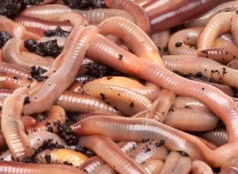 Generic Big Canadian Nightcrawlers for Fishing by US Worm Supply Live delivery Guaranteed by Worlds Largest Supplier of Live Bait., neutral in Saudi Arabia