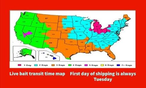 Generic Big Canadian Nightcrawlers for Fishing by US Worm Supply Live delivery Guaranteed by Worlds Largest Supplier of Live Bait., neutral in Saudi Arabia