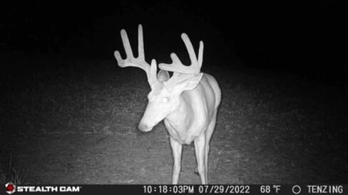 كاميرا ألعاب Stealth Cam DS4K، سعة 32 ميجابايت، التقاط صور وفيديو بدقة 4K in Kuwait