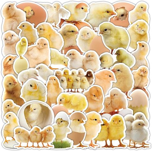 مجموعة ملصقات Cute Chicks - 50 قطعة من الملصقات المقاومة للماء للهدايا، وسجلات القصاصات، والكمبيوتر المحمول، وزجاجات المياه، وألواح التزلج، والهاتف المحمول (Colourful-E1) in Kuwait