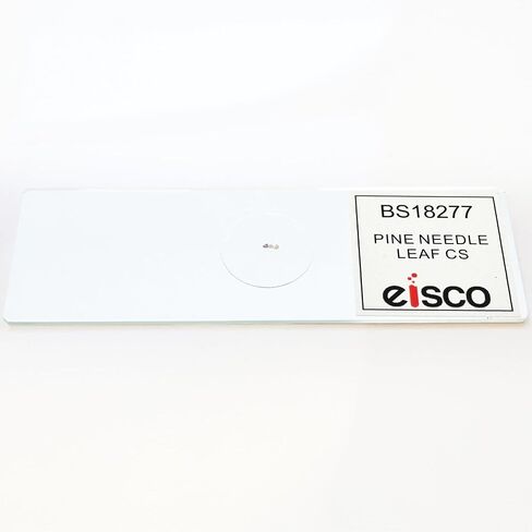 Eisco - Prepared Microscope Slide of Pine Needle Leaf Cross Section 25x77mm Glass Slide Stained for Plant Structure Visualization in Kuwait