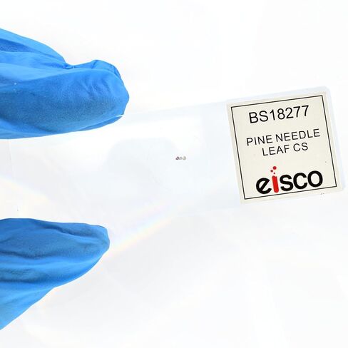 Eisco - Prepared Microscope Slide of Pine Needle Leaf Cross Section 25x77mm Glass Slide Stained for Plant Structure Visualization in Kuwait