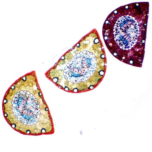 Eisco - Prepared Microscope Slide of Pine Needle Leaf Cross Section 25x77mm Glass Slide Stained for Plant Structure Visualization in Saudi Arabia
