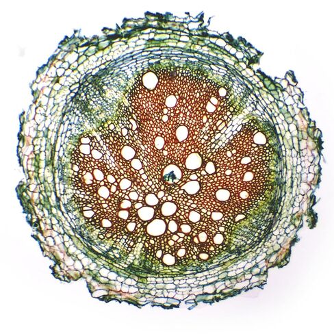 Eisco - Prepared Microscope Slide of Herbaceous Roots Cross Section 25x77mm Glass Slide with Stained Plant Tissue Structures in Kuwait