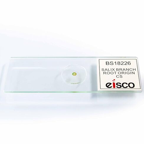 Eisco - شريحة مجهرية لفرع Salix مع مقطع عرضي لأصل العفن - مُجهزة ومُلصقة - شريحة زجاجية مقاس 75 × 25 مم - عينة خاملة محكمة الغلق للمراقبة المجهرية in Kuwait