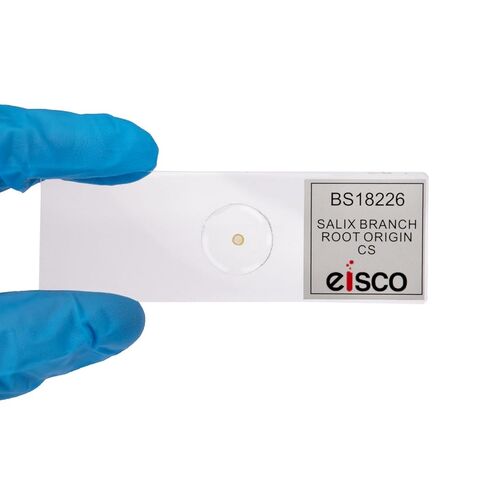 Eisco - شريحة مجهرية لفرع Salix مع مقطع عرضي لأصل العفن - مُجهزة ومُلصقة - شريحة زجاجية مقاس 75 × 25 مم - عينة خاملة محكمة الغلق للمراقبة المجهرية in Kuwait