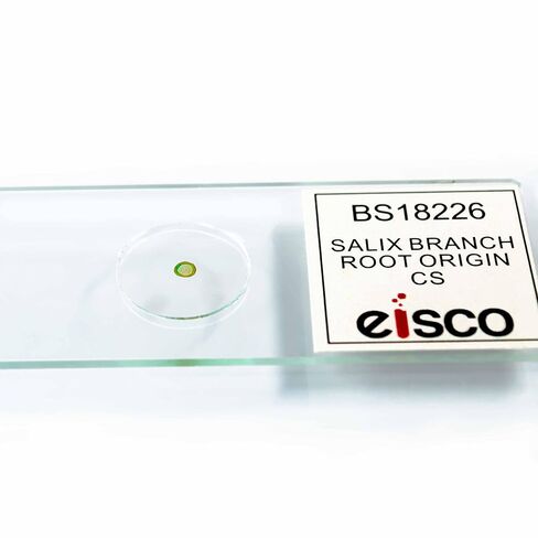 Eisco - شريحة مجهرية لفرع Salix مع مقطع عرضي لأصل العفن - مُجهزة ومُلصقة - شريحة زجاجية مقاس 75 × 25 مم - عينة خاملة محكمة الغلق للمراقبة المجهرية in Kuwait