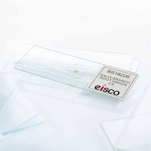 Eisco - شريحة مجهرية لفرع Salix مع مقطع عرضي لأصل العفن - مُجهزة ومُلصقة - شريحة زجاجية مقاس 75 × 25 مم - عينة خاملة محكمة الغلق للمراقبة المجهرية in Kuwait