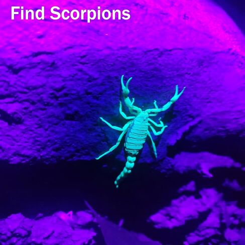 Rechargeable UV Flashlight, 365nm 395nm Dual UV Flashlight, USB-C Blacklight Ultraviolet Flashlights for Pet Urine, AC Leak Detection, Resin Curing, Uranium Glass & Rocks Scorpion Finder in Kuwait