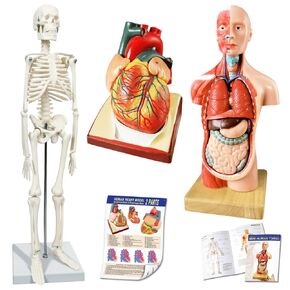 2024 Newest Design Human Skeleton Model,Heart Models-Best Anatomy Model Bundle Set of 3 Hands-on 3D Model Study Tools for Medical Student or as Educational Kit for Kids