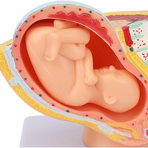 Teaching Model,Pregnant Woman Anatomical Pelvis Model Removable Pregnancy 9 Months Baby Fetus Model for Teaching Aid for Science Classroom Study Display Teaching Model